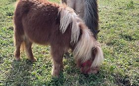 Agriturismo B&B La Cerasa